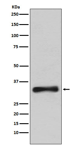 Anti-Emerin Rabbit Polyclonal Antibody