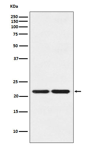 Anti-HP1 gamma Rabbit Polyclonal Antibody