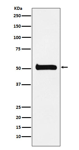 Anti-ULK3 Rabbit Polyclonal Antibody
