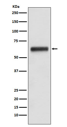 Anti-Human IgG3 Rabbit Polyclonal Antibody