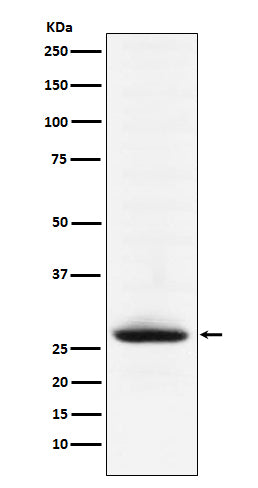 Anti-MOG Rabbit Polyclonal Antibody