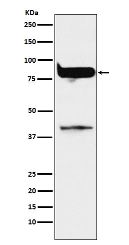Anti-PKC eta Rabbit Polyclonal Antibody