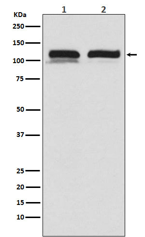 Anti-USP11 Rabbit Polyclonal Antibody