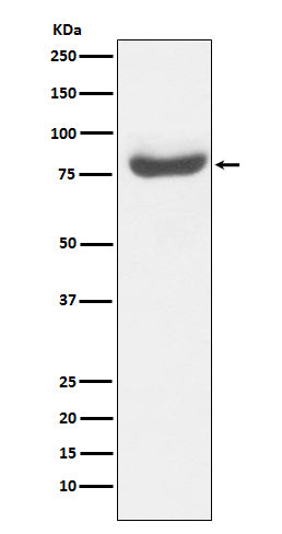 Anti-RAP80 Rabbit Polyclonal Antibody
