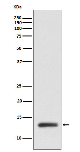 Anti-RBX1 Rabbit Polyclonal Antibody