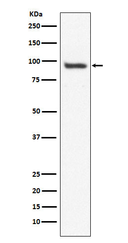 Anti-USP13 Rabbit Polyclonal Antibody