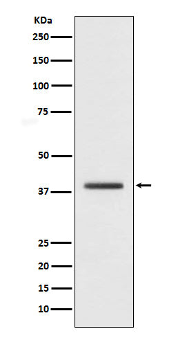 Anti-Macro H2A.1 Rabbit Polyclonal Antibody
