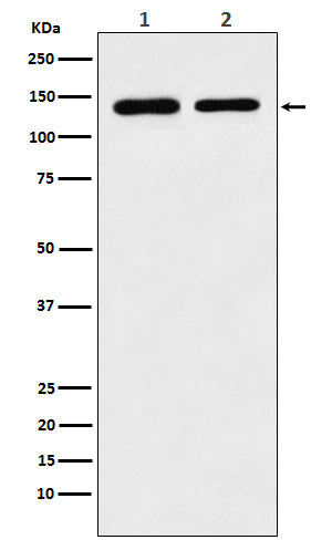 Anti-SA2 Rabbit Polyclonal Antibody