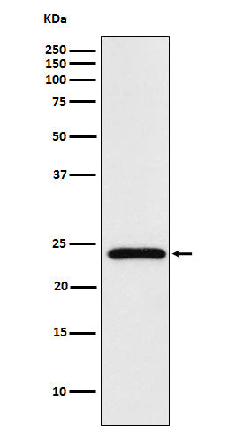 Anti-MAD2L2 Rabbit Polyclonal Antibody