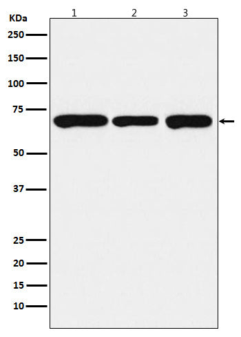 Anti-PCK2 Rabbit Polyclonal Antibody