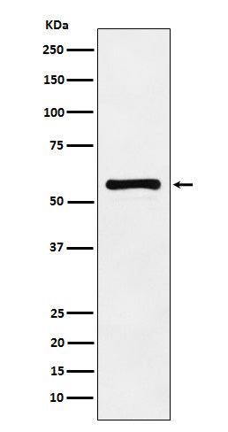 Anti-PAK2 Rabbit Polyclonal Antibody