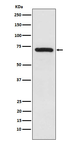 Anti-TRIM25 Rabbit Polyclonal Antibody