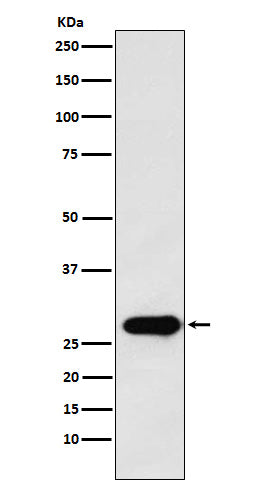 Anti-Securin Rabbit Polyclonal Antibody