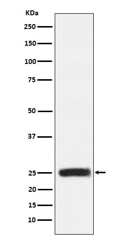 Anti-GRB2 Rabbit Polyclonal Antibody
