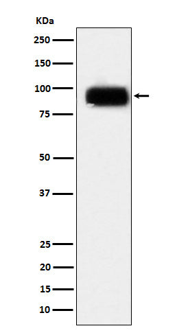 Anti-CD166 Rabbit Polyclonal Antibody