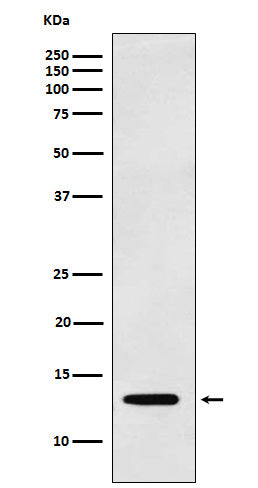 Anti-Galectin 1 Rabbit Polyclonal Antibody
