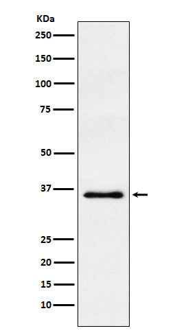 Anti-WDR5 Rabbit Polyclonal Antibody