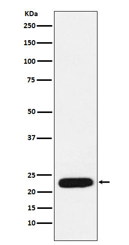Anti-mtTFA Rabbit Polyclonal Antibody