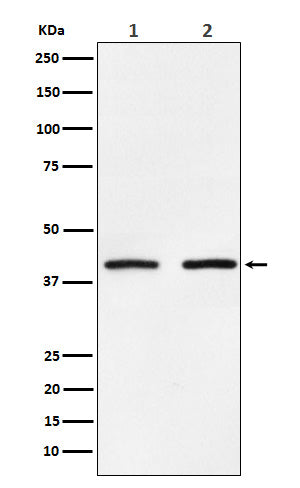 Anti-SMYD3 Rabbit Polyclonal Antibody
