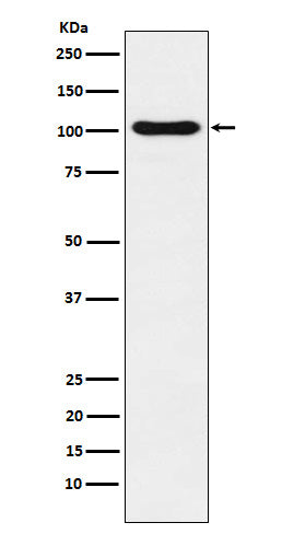 Anti-DNA Ligase IV Rabbit Polyclonal Antibody