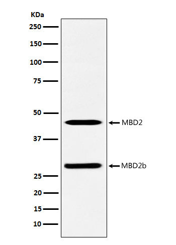 Anti-MBD2 Rabbit Polyclonal Antibody