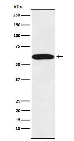 Anti-STIP1 Rabbit Polyclonal Antibody