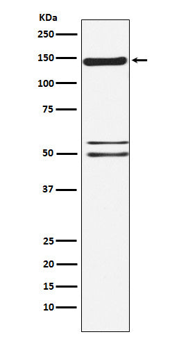 Anti-SynGAP Rabbit Polyclonal Antibody