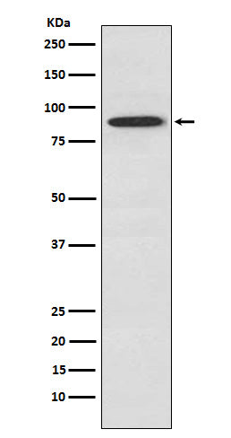 Anti-UBA2 Rabbit Polyclonal Antibody