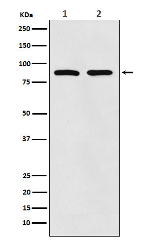 Anti-Thrombopoietin Receptor Rabbit Polyclonal Antibody