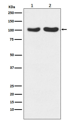 Anti-Glutamate Receptor 2/3 Rabbit Polyclonal Antibody