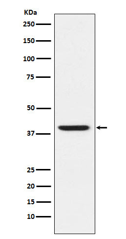 Anti-RING2 Rabbit Polyclonal Antibody