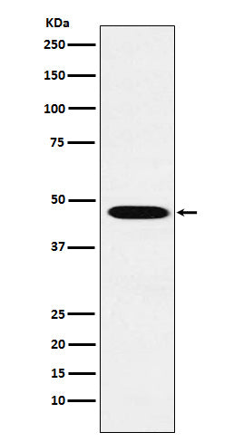 Anti-Wnt2b Rabbit Polyclonal Antibody