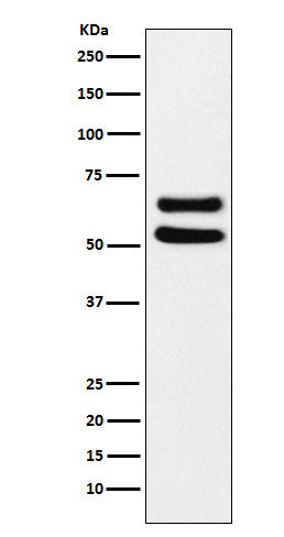 Anti-Ikaros Rabbit Polyclonal Antibody
