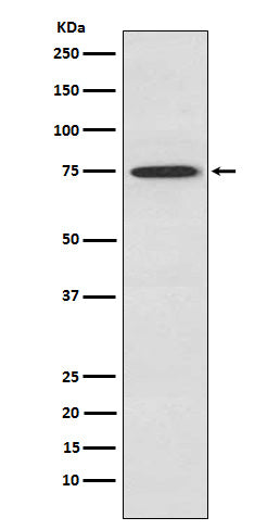Anti-PKC theta Rabbit Polyclonal Antibody