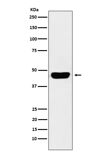 Anti-CD134/OX40L Recepter Rabbit Polyclonal Antibody