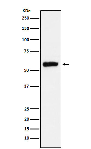 Anti-ALDH2 Rabbit Polyclonal Antibody
