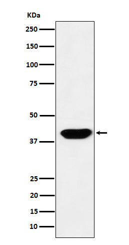 Anti-Islet 1 Rabbit Polyclonal Antibody