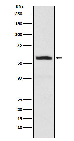 Anti-alpha Internexin Rabbit Polyclonal Antibody