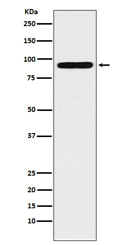 Anti-ALDH1L1 Rabbit Polyclonal Antibody