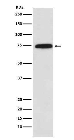 Anti-Cytochrome P450 Reductase Rabbit Polyclonal Antibody