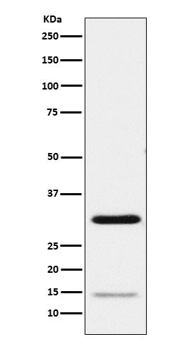 Anti-Geminin Rabbit Polyclonal Antibody