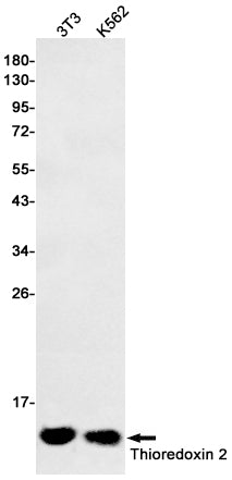 Anti-Thioredoxin 2 Rabbit Polyclonal Antibody