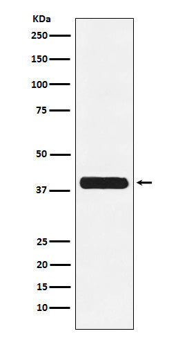 Anti-Glycophorin C Rabbit Polyclonal Antibody
