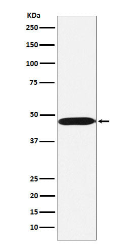 Anti-ACTL6A Rabbit Polyclonal Antibody