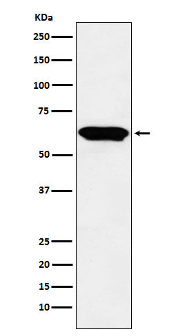 Anti-E2F4 Rabbit Polyclonal Antibody