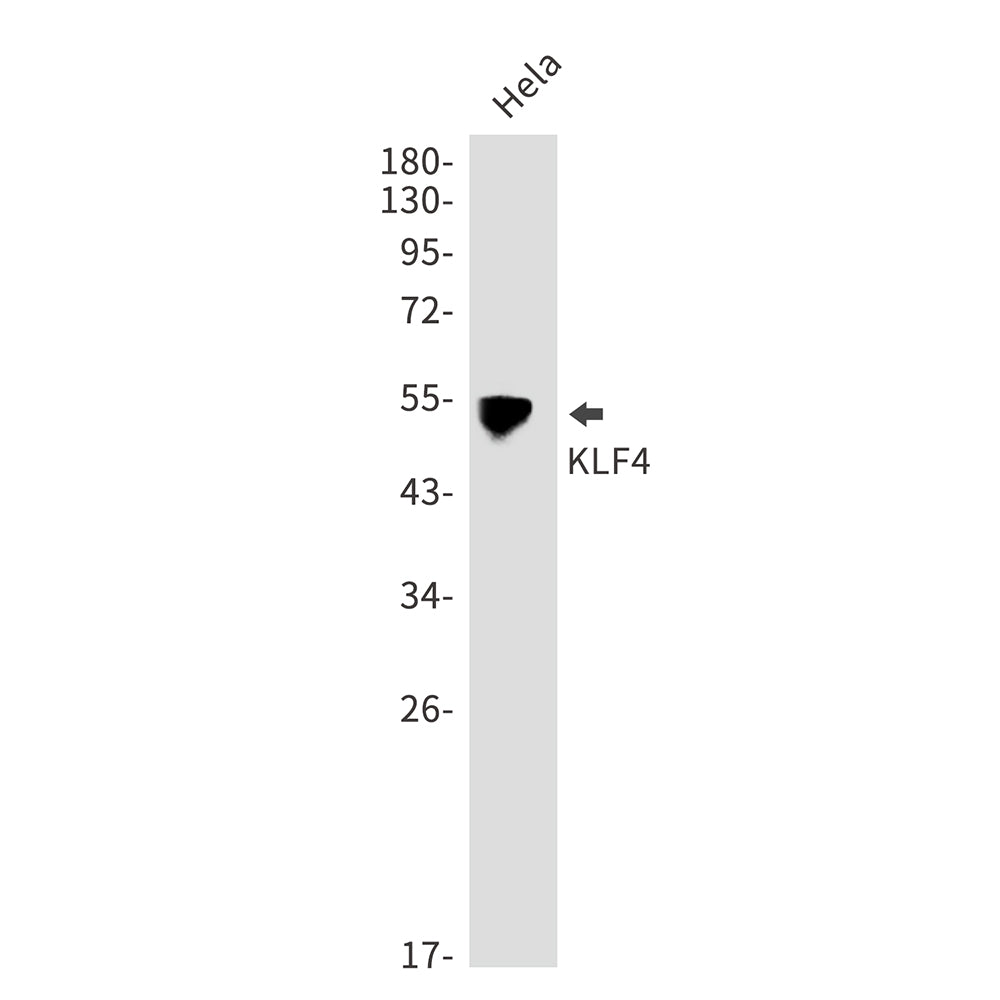 Anti-KLF4 Rabbit Polyclonal Antibody