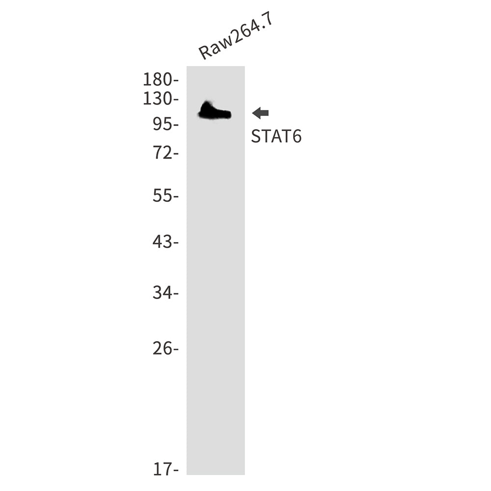 Anti-STAT6 Rabbit Polyclonal Antibody