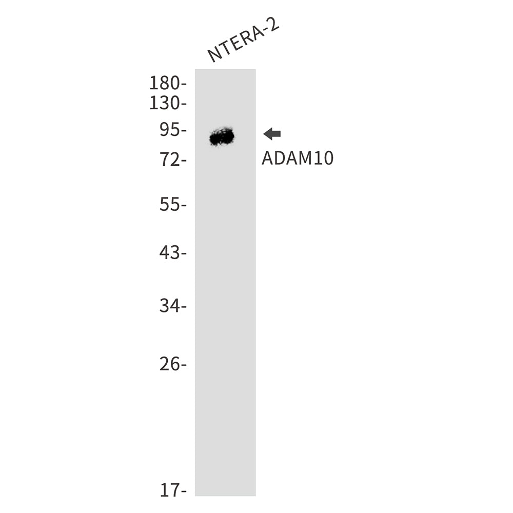 Anti-ADAM10 Rabbit Polyclonal Antibody