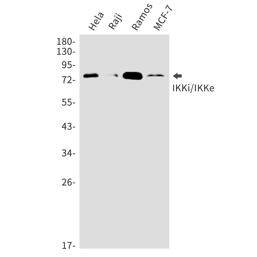 Anti-IKK epsilon Rabbit Polyclonal Antibody