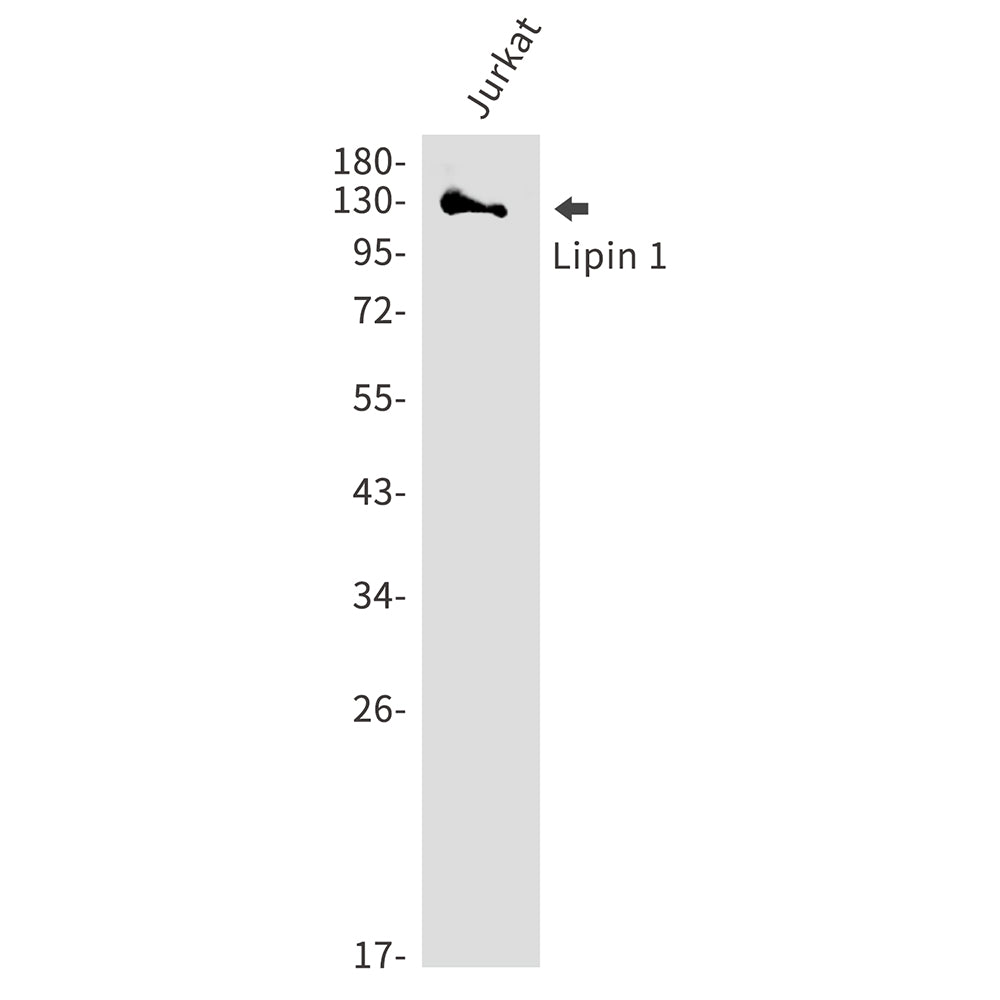 Anti-Lipin 1 Rabbit Polyclonal Antibody